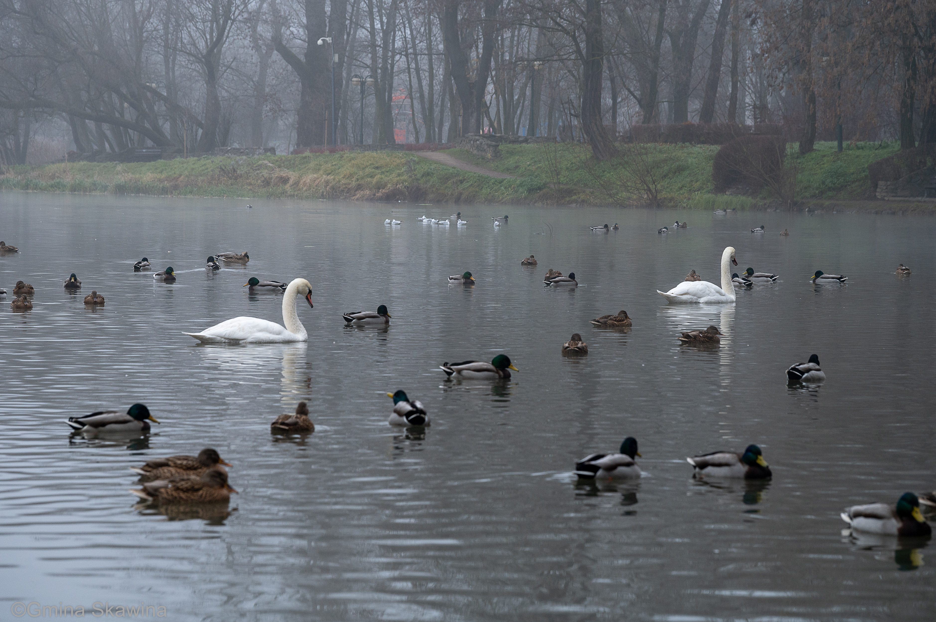 Fotografia dotycząca Dokarmiaj ptaki mądrze – ważne zasady