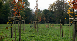 Jesienne nasadzenia na terenie gminy