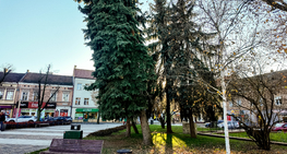 Skawiński Rynek – nowe życie zieleni. Dlaczego wycinka nie zawsze oznacza stratę?