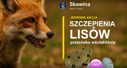 Jesienna akcja szczepienia lisów przeciwko wściekliźnie