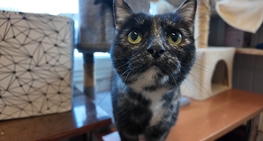 Rok 2025 w liczbach i działaniach Skawińskiego Stowarzyszenia Pomocy dla Zwierząt