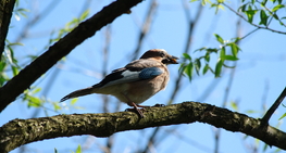 Dlaczego „ratowanie” podlotów to błąd?