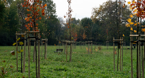 Jesienne nasadzenia na terenie gminy