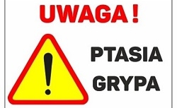 Pierwsze ogniska „ptasiej grypy”