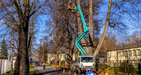 Pielęgnacja pomników przyrody