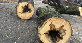 Skawiński Rynek – gospodarowanie zielenią i wymiana drzew (podsumowanie)