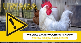 UWAGA! Wysoce zjadliwa grypa ptaków