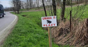 Wędrówki płazów - jedź ostrożnie, patrz pod koła!