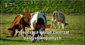 Uwaga! Pryszczyca wśród zwierząt parzystokopytnych