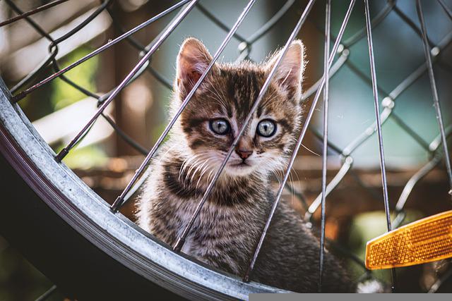 Mały kot wygląda przez szprychy koła od roweru, w tle widać siatkę ogrodzeniową.
